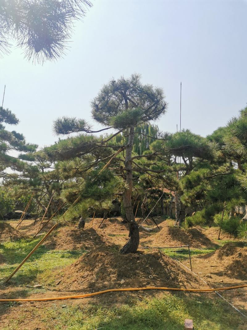 造型松绿化苗木，自己种植
