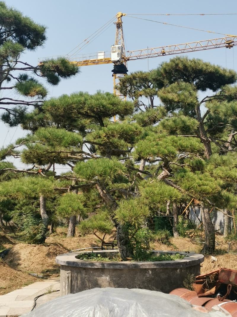 造型松绿化苗木，自己种植