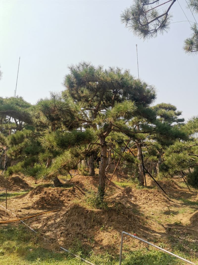 造型松绿化苗木，自己种植