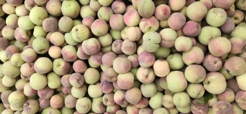 桃，青州蜜桃，甜脆，耐运输，现出售冷库冬雪蜜桃30万斤