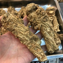 当归特级当归头1斤15个丽江特级当归头