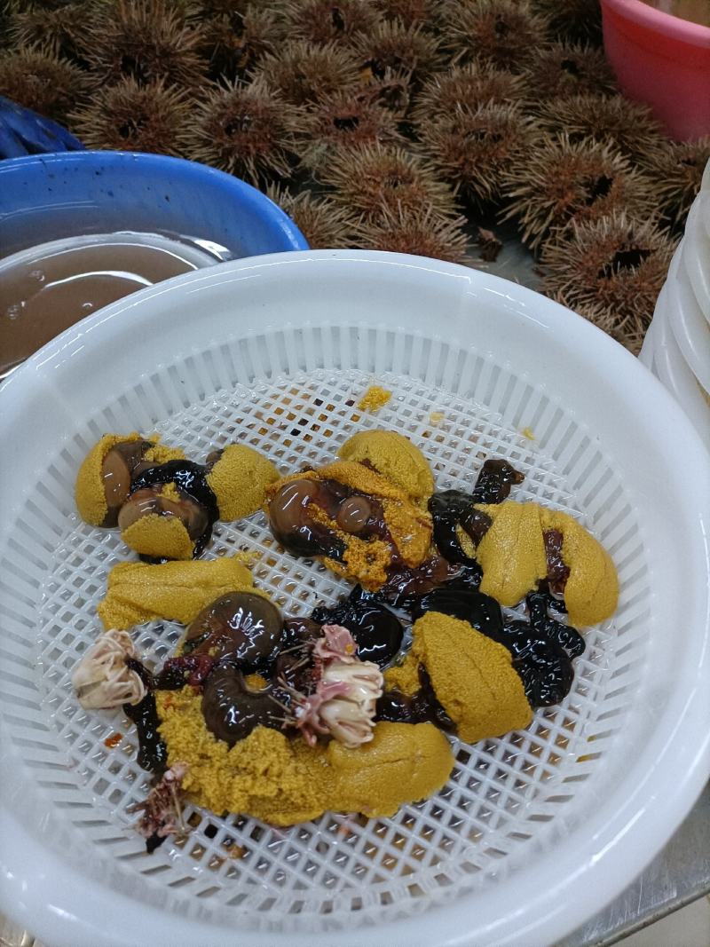 【量大价优】大连特产活鲜海胆，批发3两一只，欢迎联系