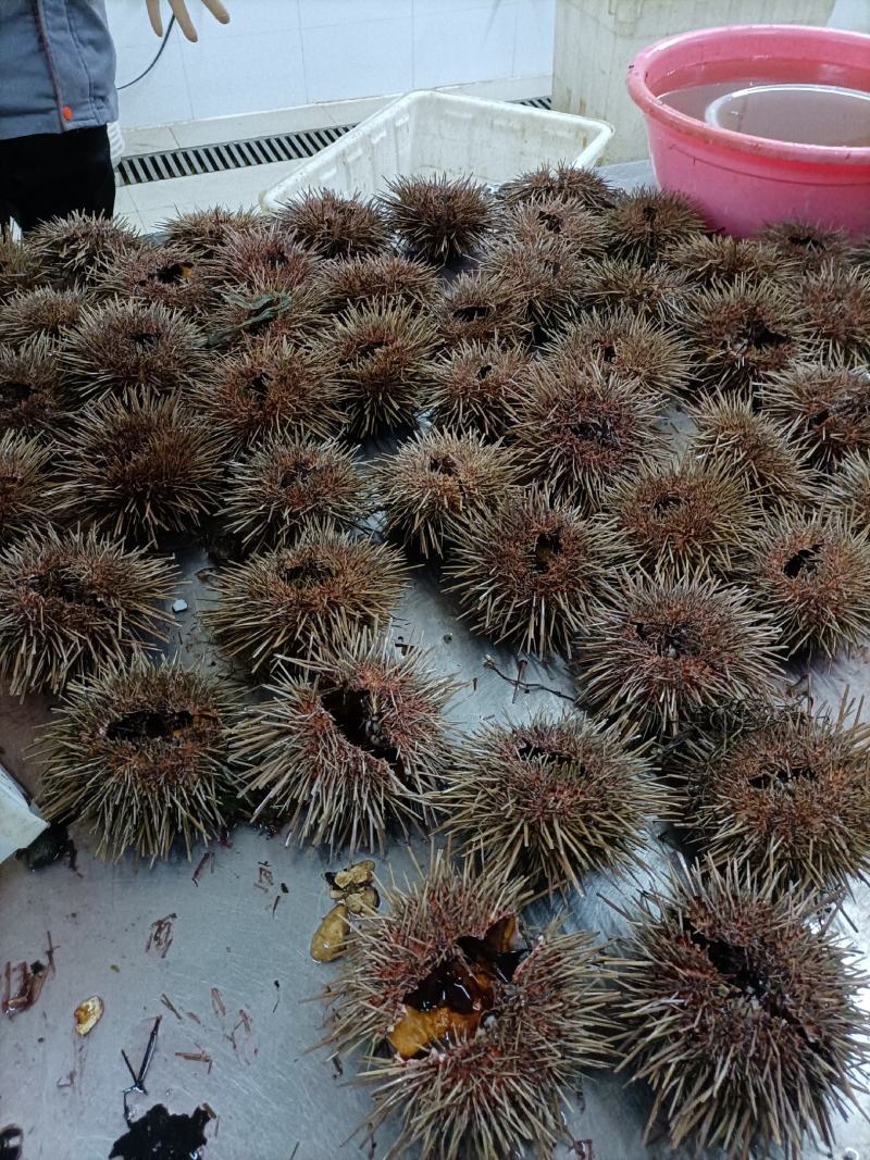 【量大价优】大连特产活鲜海胆，批发3两一只，欢迎联系