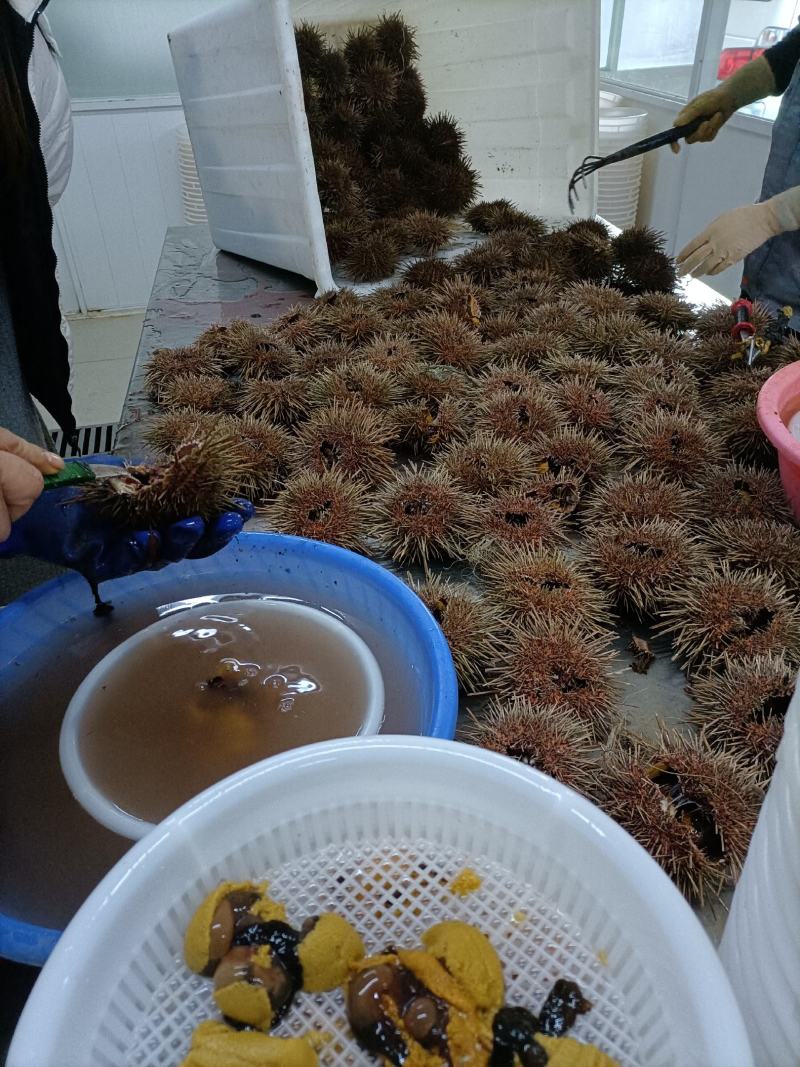 【量大价优】大连特产活鲜海胆，批发3两一只，欢迎联系