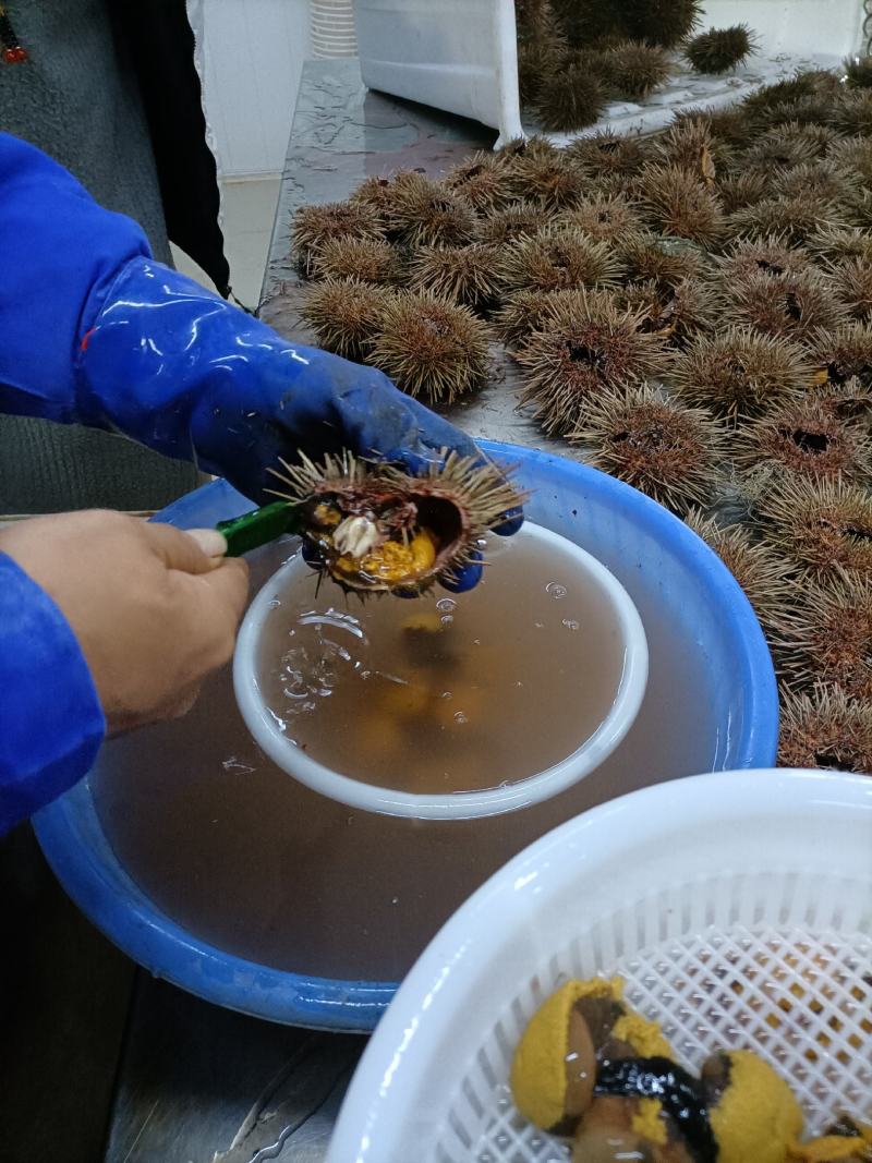【量大价优】大连特产活鲜海胆，批发3两一只，欢迎联系