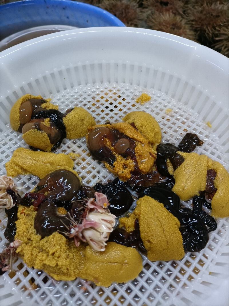 【量大价优】大连特产活鲜海胆，批发3两一只，欢迎联系