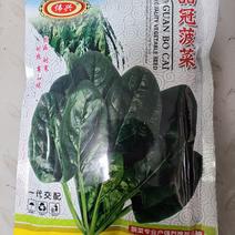 一代交配，广州伟兴种子出品，品冠菠菜种子