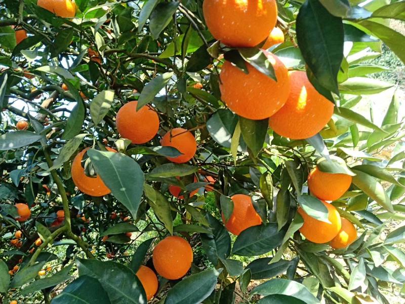重庆奉节脐橙非赣南橙，夏橙-鲍威尔（全年带叶鲜果）