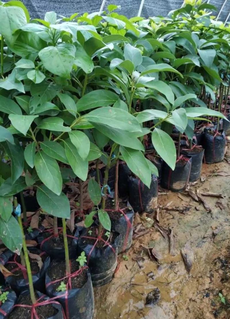 嫁接牛油果苗鳄梨树苗哈斯牛油果树苗南北方种植盆栽