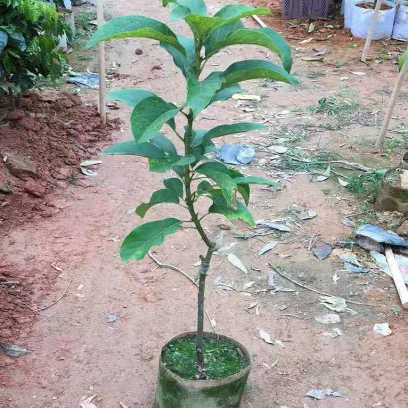 嫁接牛油果苗鳄梨树苗哈斯牛油果树苗南北方种植盆栽