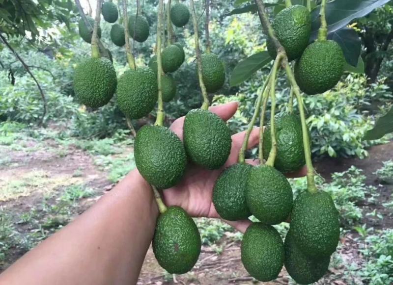 嫁接牛油果苗鳄梨树苗哈斯牛油果树苗南北方种植盆栽