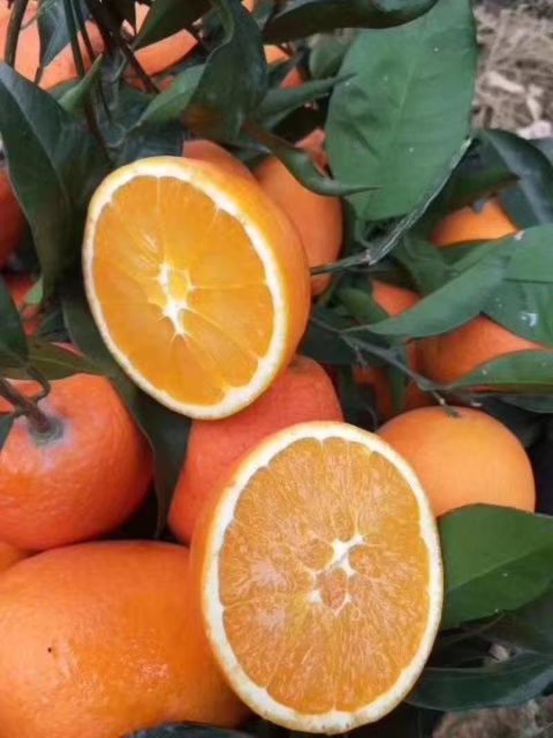重庆脐橙奉节县长虹橙专业代办非赣南橙价格可谈。