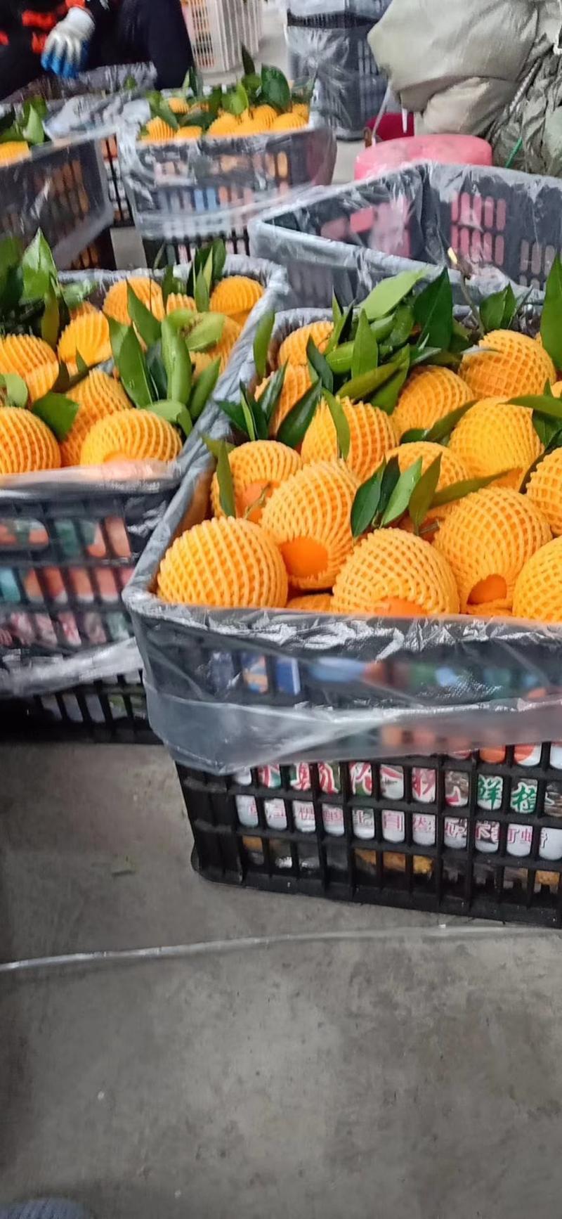 重庆奉节脐橙纽荷尔脐橙专业代办重庆奉节非赣南橙。