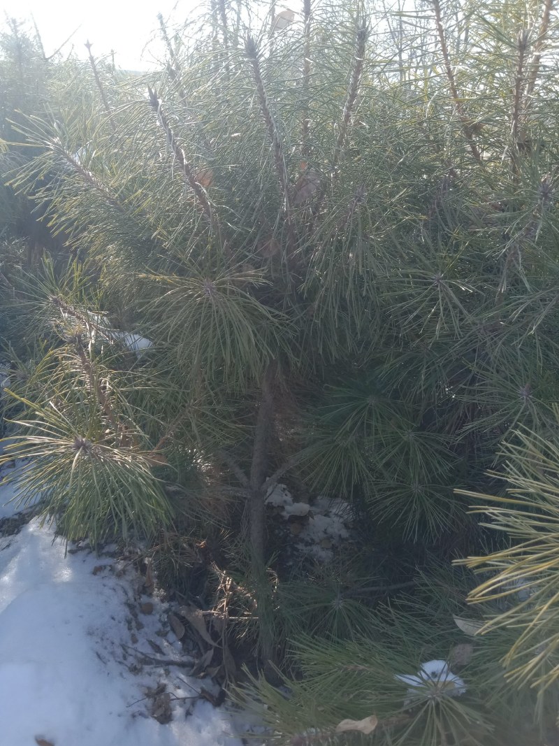 油松规格齐全，量大一米到四米