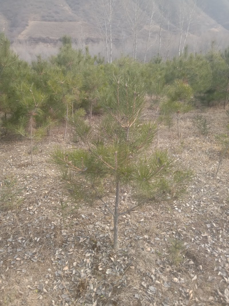油松规格齐全，量大一米到四米