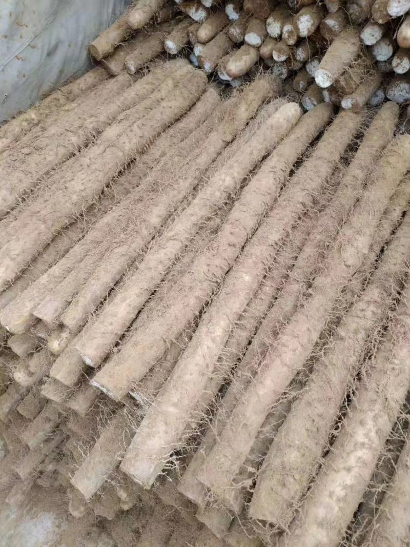 白玉山药3~4厘米一级通货40～70厘米