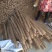 白玉山药3~4厘米一级通货40～70厘米