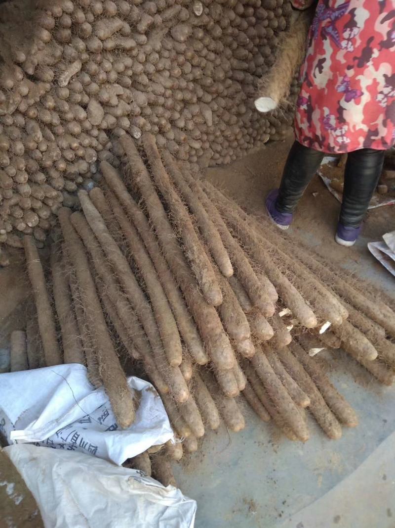 白玉山药3~4厘米一级通货40～70厘米