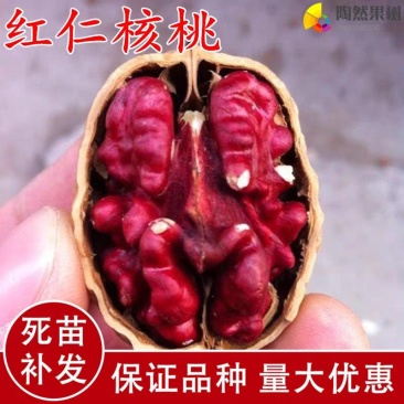 进口新品种,美国红皮核桃,基地直供,品质保证