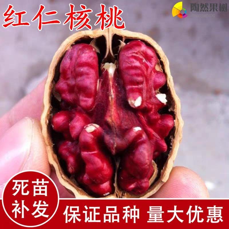 进口新品种，美国红皮核桃，基地直供，品质保证