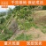 进口新品种,美国红皮核桃,基地直供,品质保证