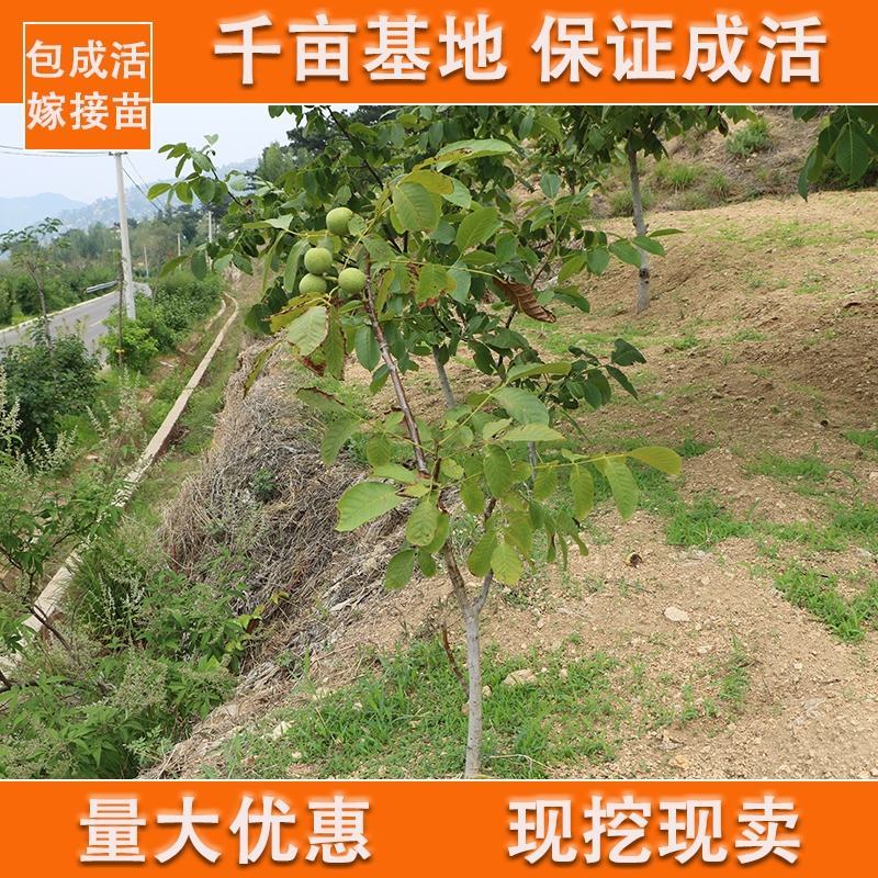 进口新品种，美国红皮核桃，基地直供，品质保证