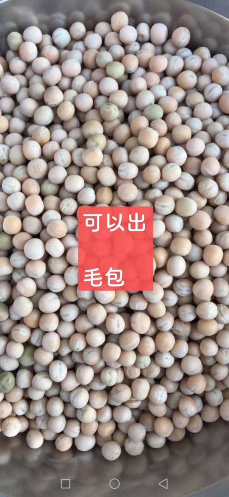 优质白豌豆青豌豆中豌六中豌九厂价供应