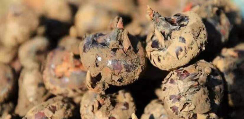 【热卖】安徽新鲜荸荠水洗过筛大马蹄产地直供量大从优