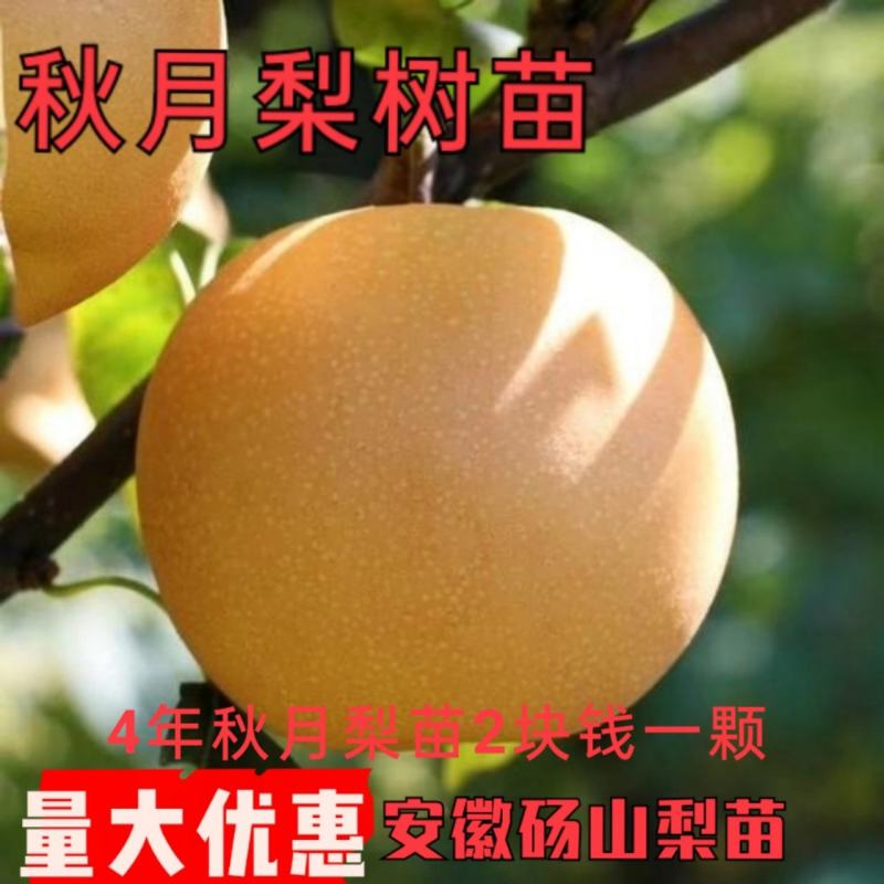 秋月梨树苗砀山梨苗安徽梨苗秋月梨苗地栽盆栽