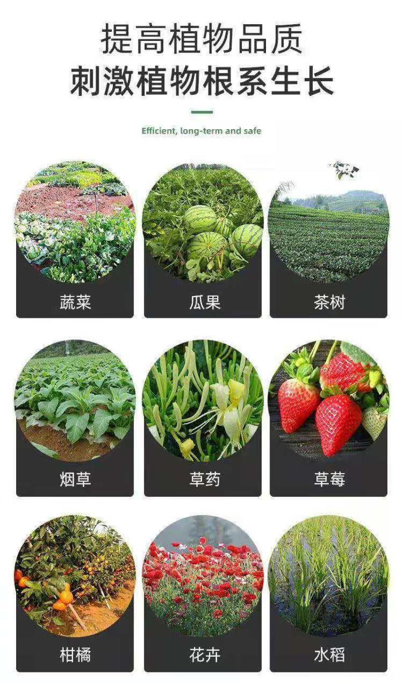 哈茨木霉菌防死棵抗烂苗抗后期枯萎消除真菌病