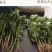 哈茨木霉菌防死棵抗烂苗抗后期枯萎消除真菌病
