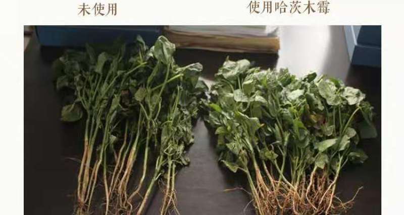 哈茨木霉菌防死棵抗烂苗抗后期枯萎消除真菌病