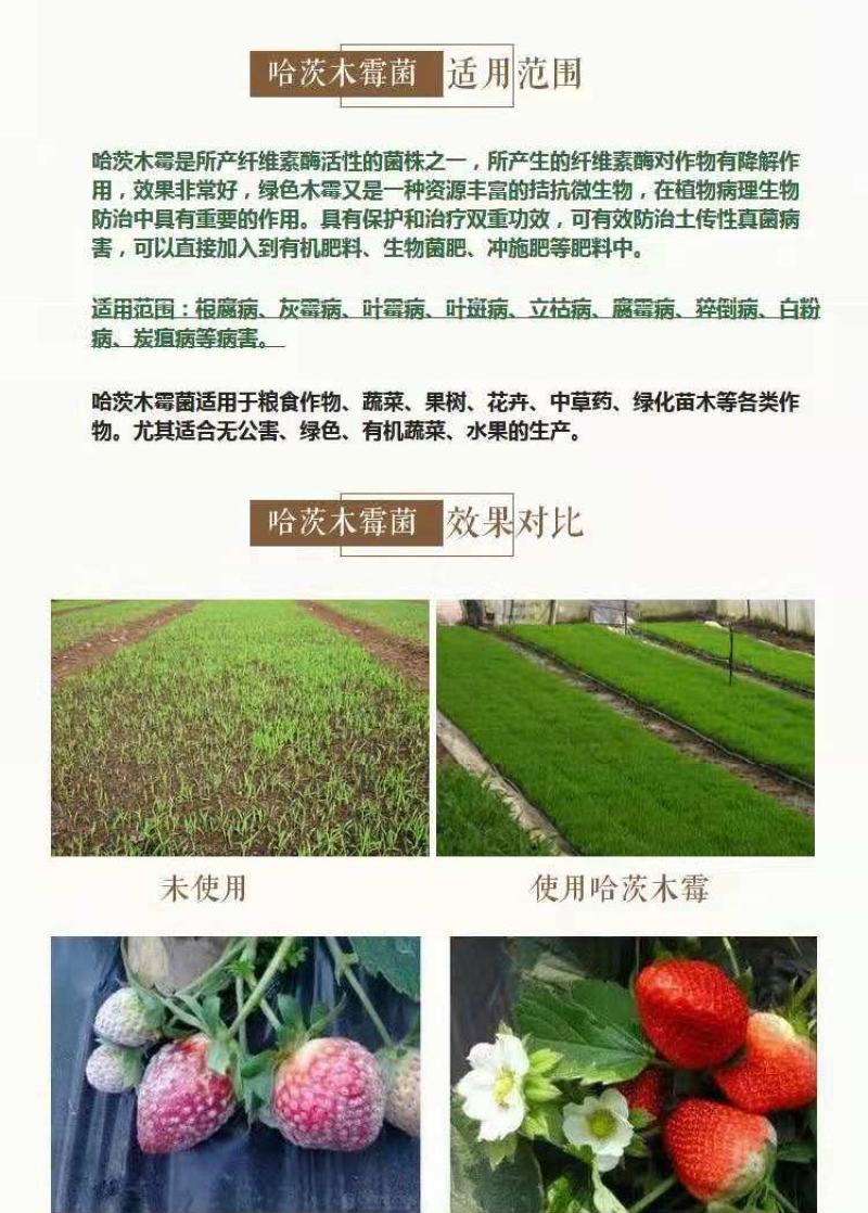 哈茨木霉菌防死棵抗烂苗抗后期枯萎消除真菌病