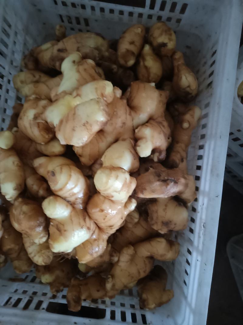 山东优质生姜种植基地批发市场批发基地直发
