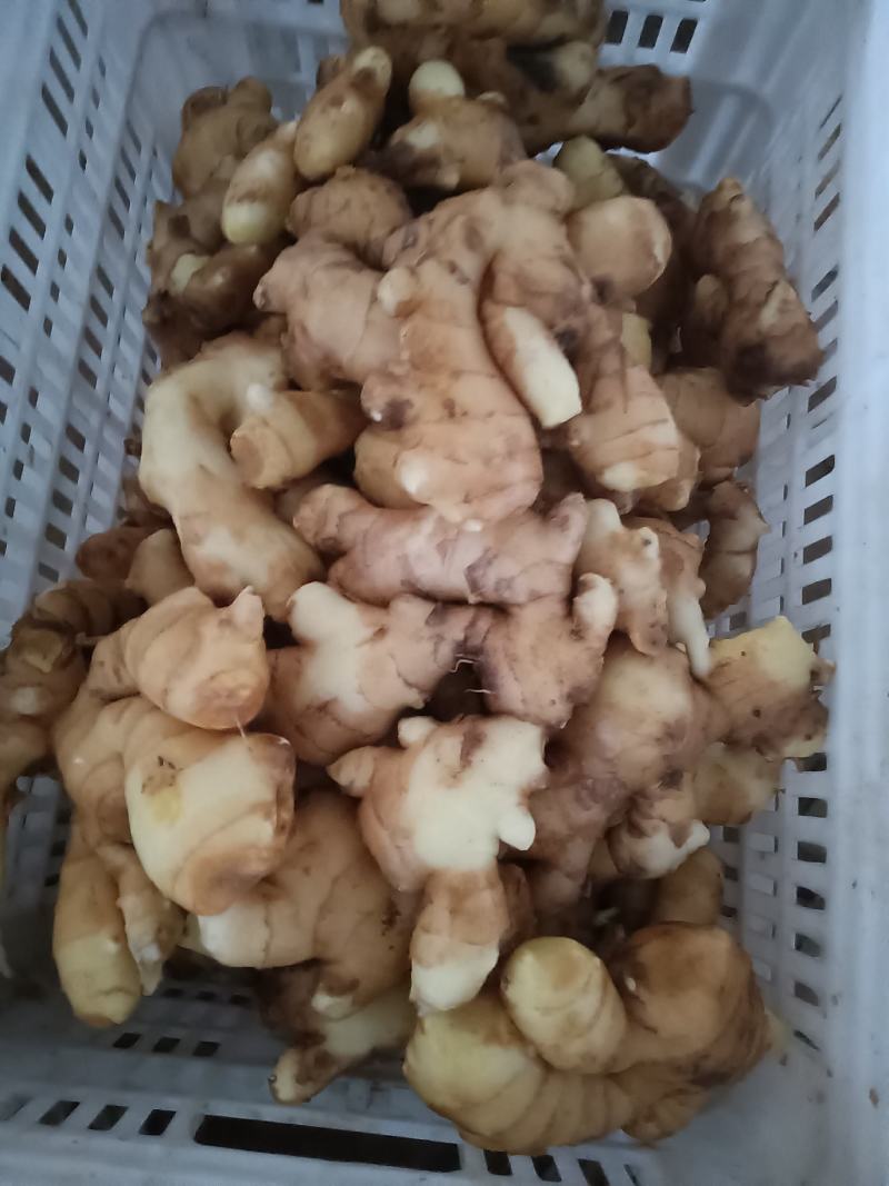 山东优质生姜种植基地批发市场批发基地直发