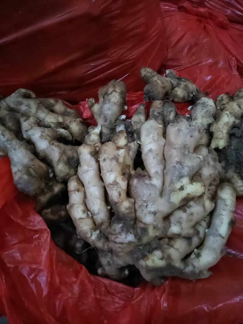 山东优质生姜种植基地批发市场批发基地直发