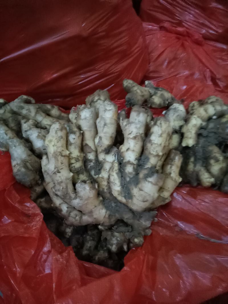 山东优质生姜种植基地批发市场批发基地直发