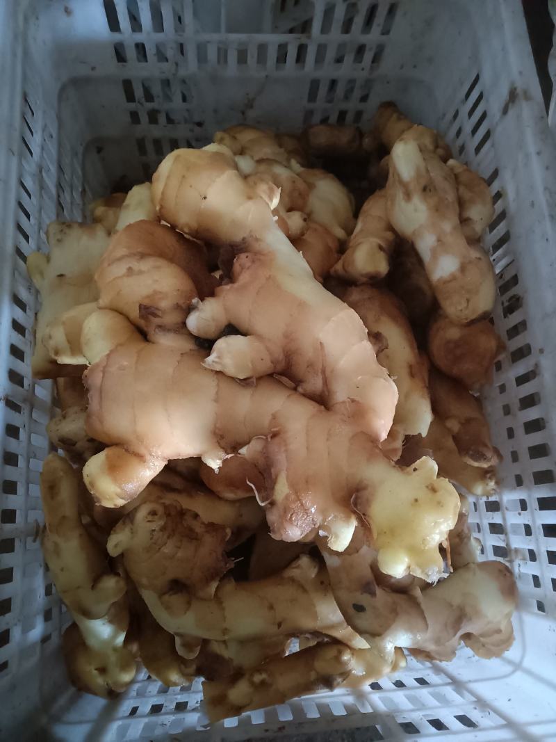 山东优质生姜种植基地批发市场批发基地直发