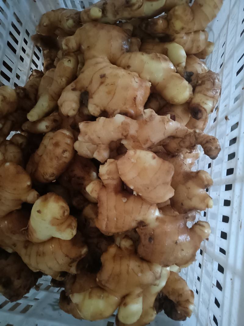 山东优质生姜种植基地批发市场批发基地直发