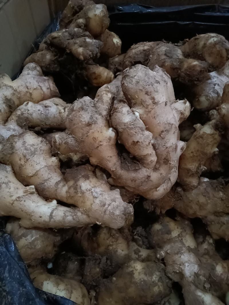 山东优质生姜种植基地批发市场批发基地直发