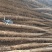 白玉山药邢台任县邢湾镇白玉山药种植基地，2020年秋收即