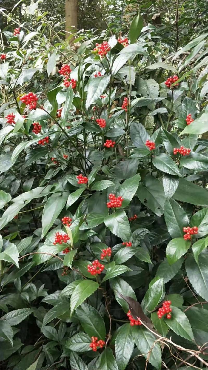 草珊瑚种子2023年新鲜饱满免费提供育苗种植技术保成活率