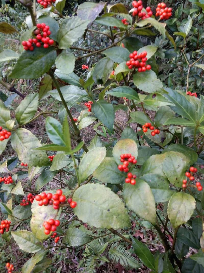 草珊瑚种子2023年新鲜饱满免费提供育苗种植技术保成活率