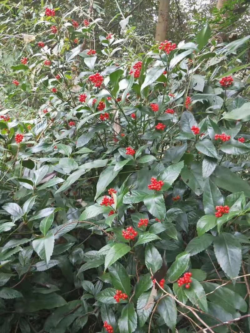 草珊瑚种子2023年新鲜饱满免费提供育苗种植技术保成活率