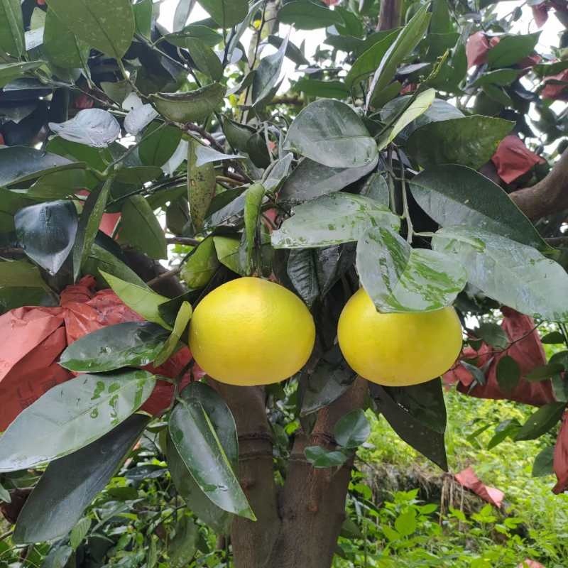 福建漳州葡萄柚新鲜水果一件代发批发柚子蜜柚