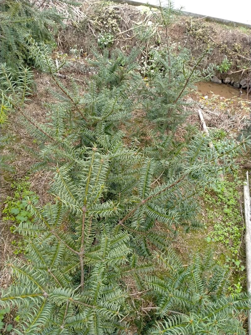 香榧苗，香榧树，0.2公分-20公分，树龄1-15年。