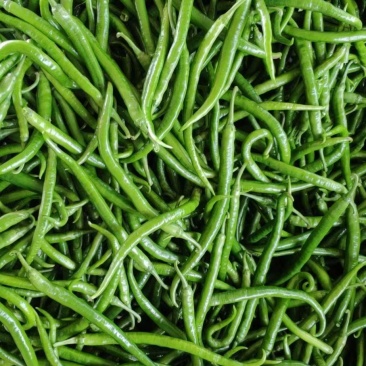 蔬菜大量上市，欢迎大家来洽谈