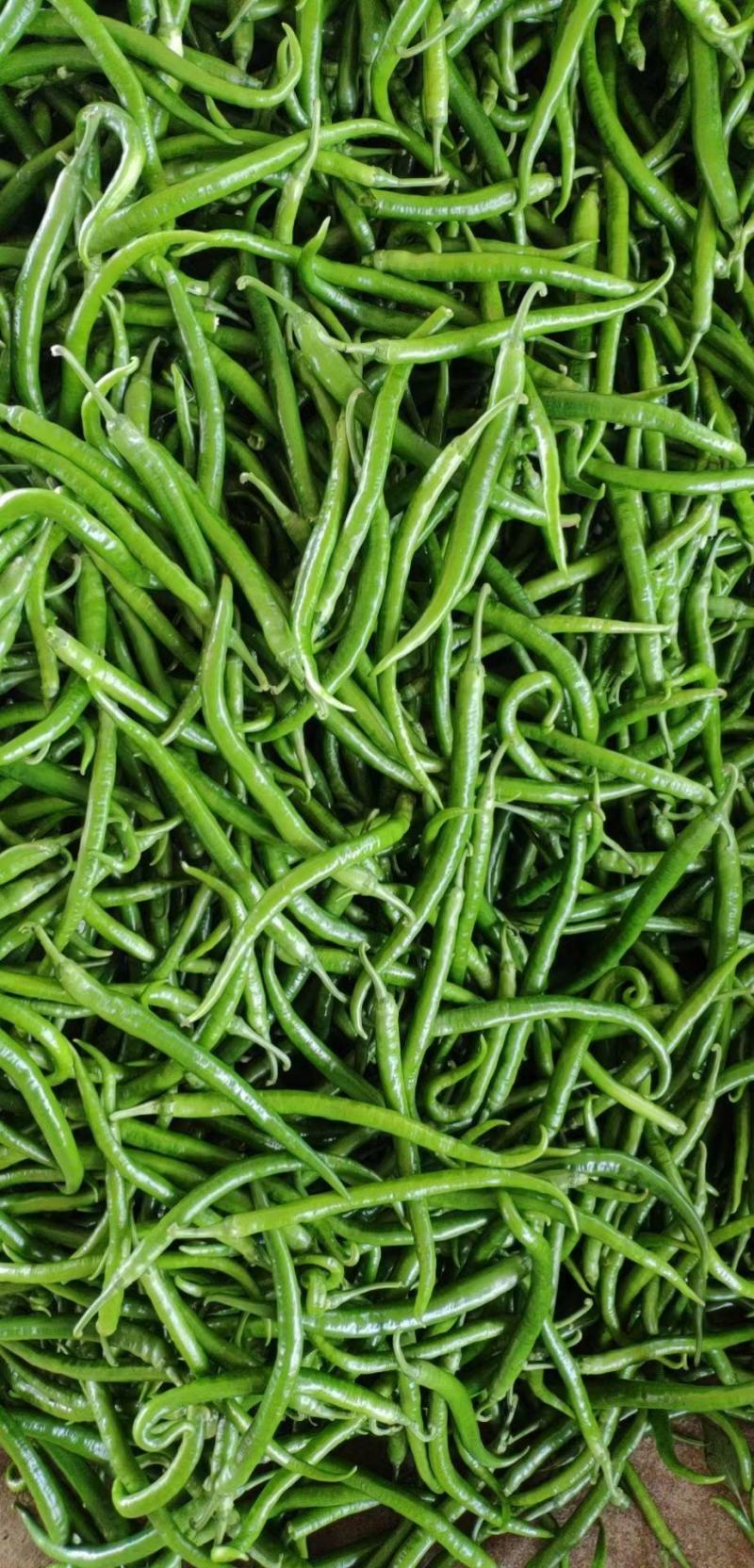 蔬菜大量上市，欢迎大家来洽谈