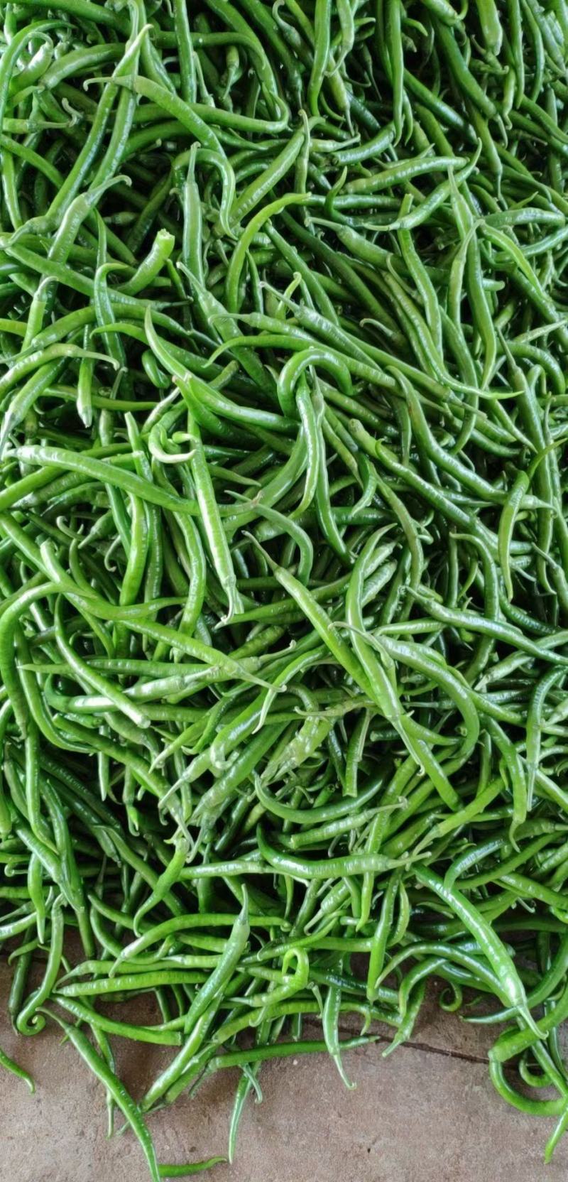 蔬菜大量上市，欢迎大家来洽谈