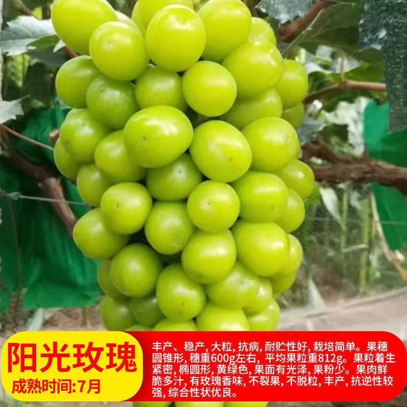 阳光玫瑰葡萄苗，夏黑，5BB，3309-品种保证假一倍十